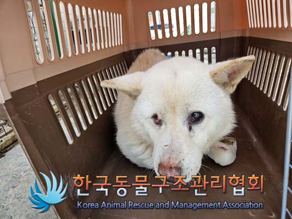 한국동물구조관리협회_441559202500064
