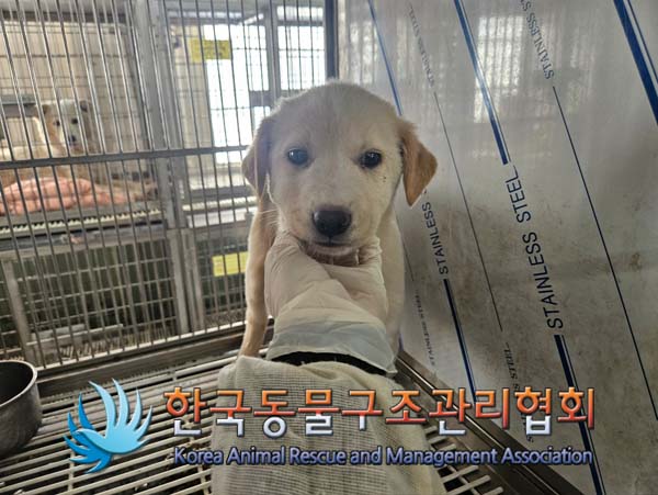 한국동물구조관리협회_441560202500123