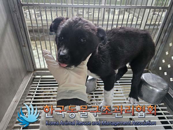 한국동물구조관리협회_441560202500119