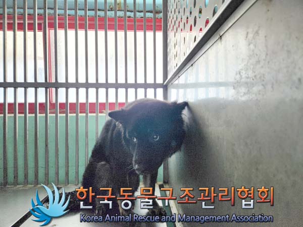 한국동물구조관리협회_411312202500005