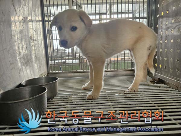 한국동물구조관리협회_441560202500121