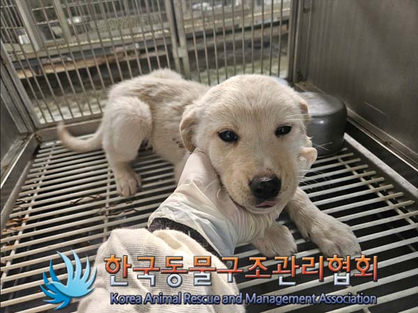 한국동물구조관리협회_441560202500118