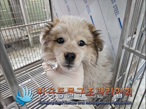 한국동물구조관리협회_441560202500120