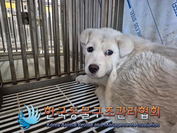 한국동물구조관리협회_441409202500092