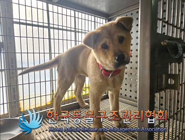 종료(자연사) 믹스…
