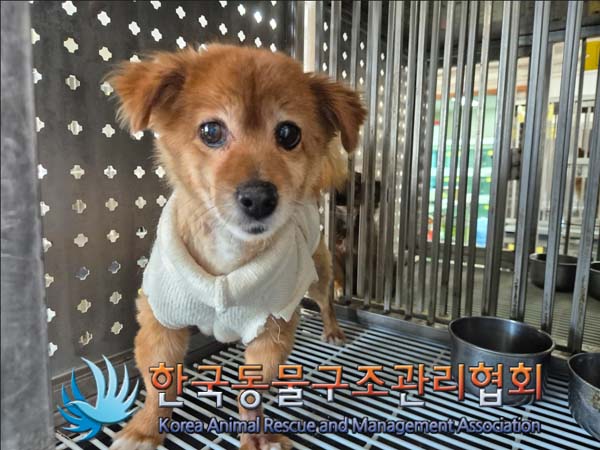 한국동물구조관리협회_441406202500050