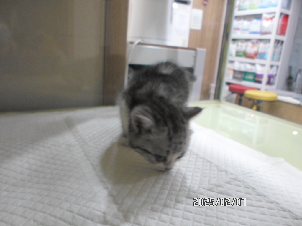 디아크동물종합병원_411319202500013