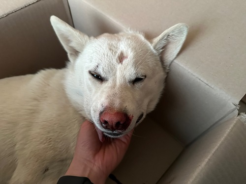 종료(자연사) 믹스…
