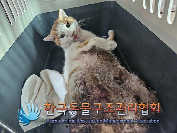 한국동물구조관리협회_411317202500007