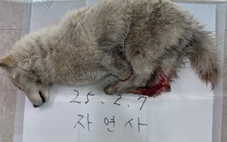논산시 동물보호센터_444454202500088
