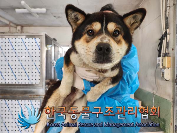 한국동물구조관리협회_441414202500038