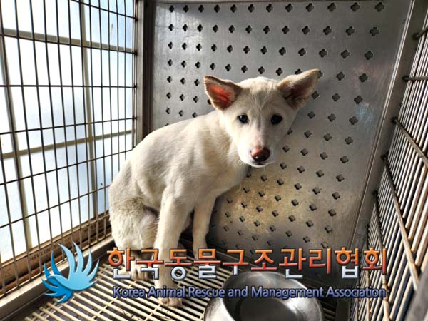 보호중 믹스견의 가…