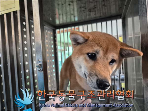 한국동물구조관리협회_411317202500008
