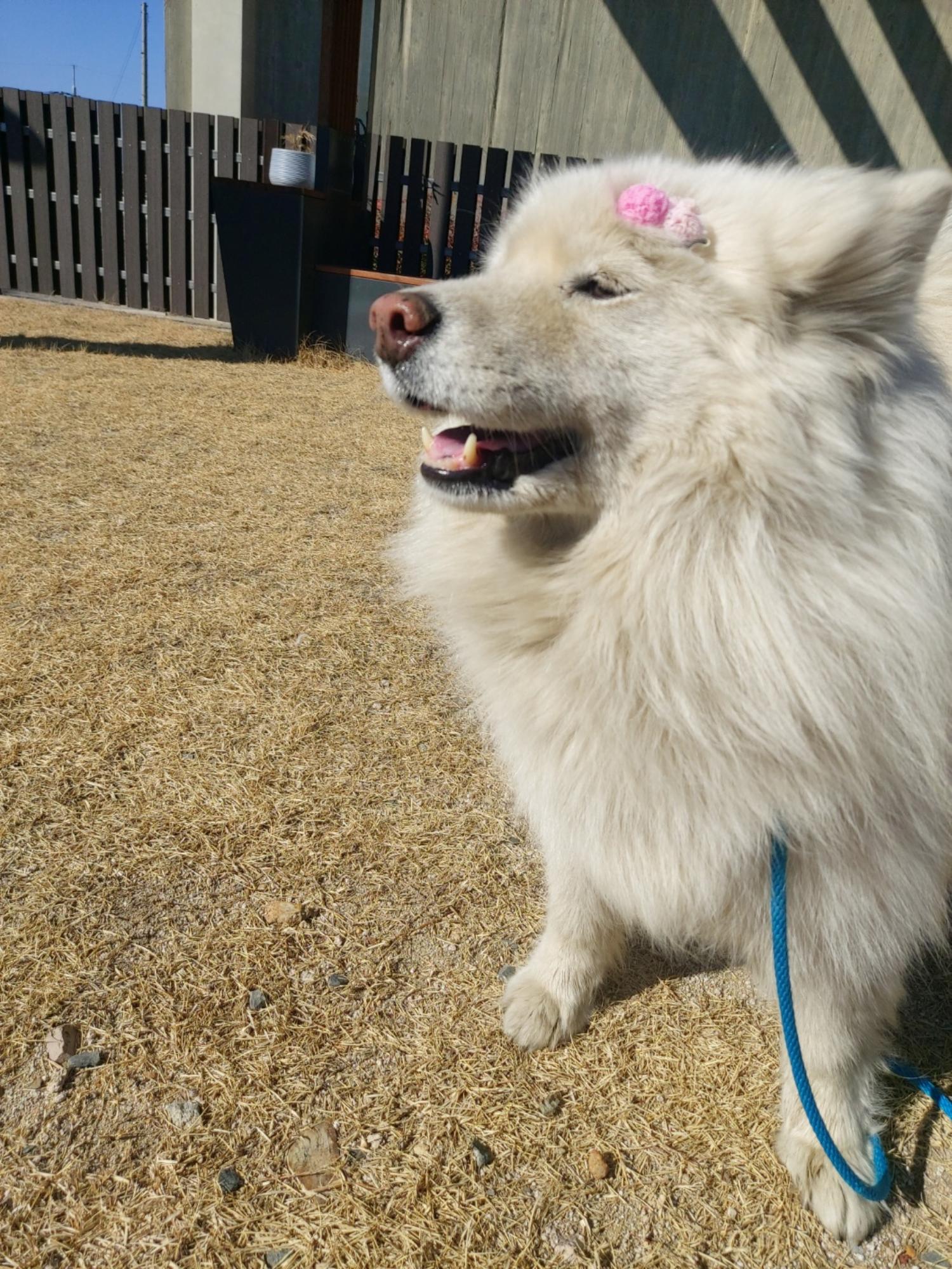 경주동물사랑보호센터_447505202500106