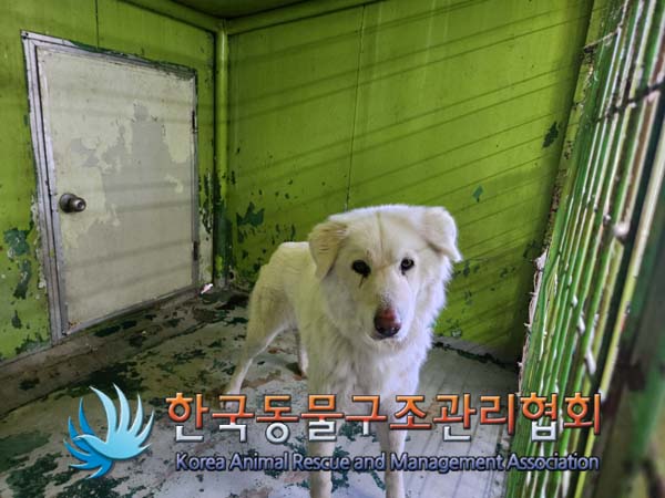 보호중 믹스견의 가…