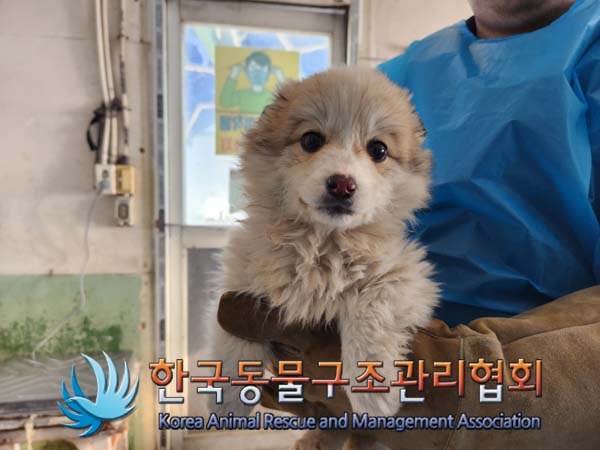 종료(자연사) 믹스…