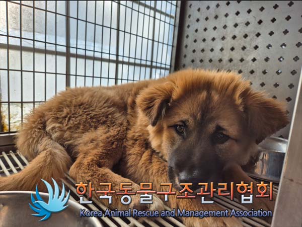 한국동물구조관리협회_441409202500093