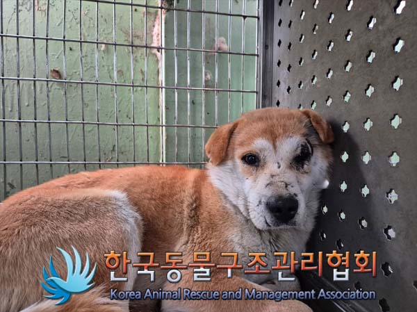 보호중 믹스견의 가…