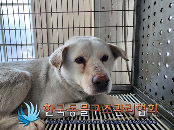 한국동물구조관리협회_441409202500094