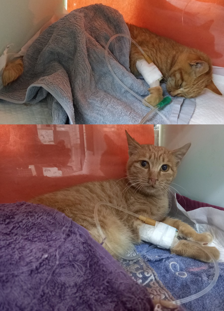 [고양이] 한국 고양이 울산-중구-2025-00025 유기동물 배경 이미지 입니다.