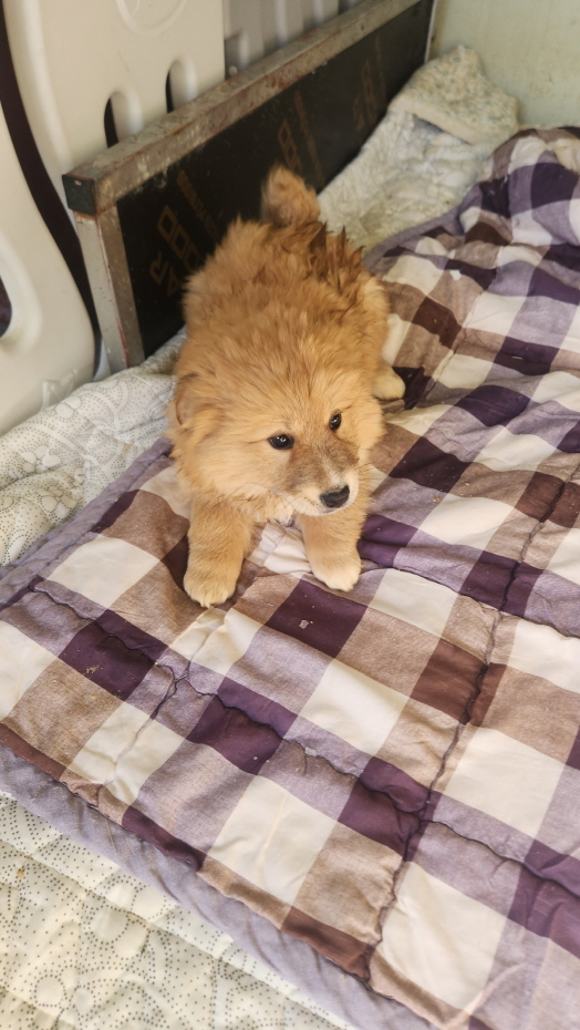 익산유기동물보호소_445468202500187