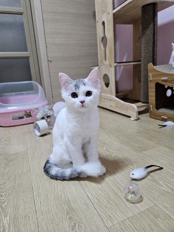 종료(입양) 믹스묘…
