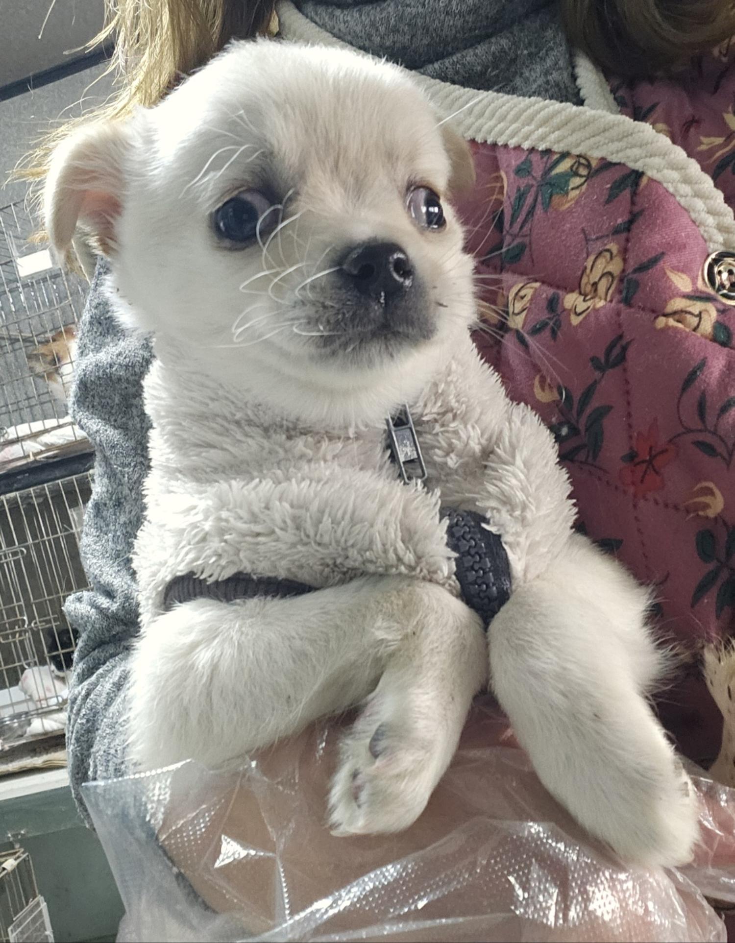 울산유기동물보호센터_431373202500064