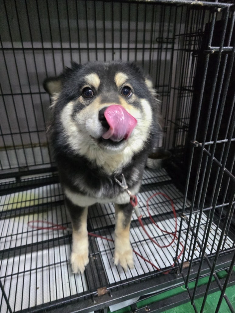 밀양시 동물보호센터_448536202500087