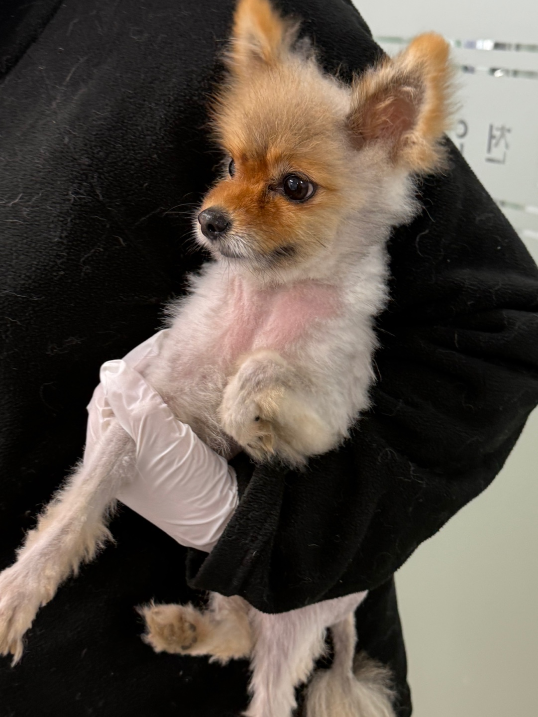 천안시 동물보호센터_444449202500065
