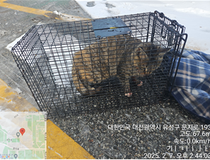 보호중 한국 고양이…