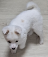 제일동물병원_444455202500041