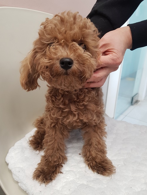 조재진동물병원_428354202500069