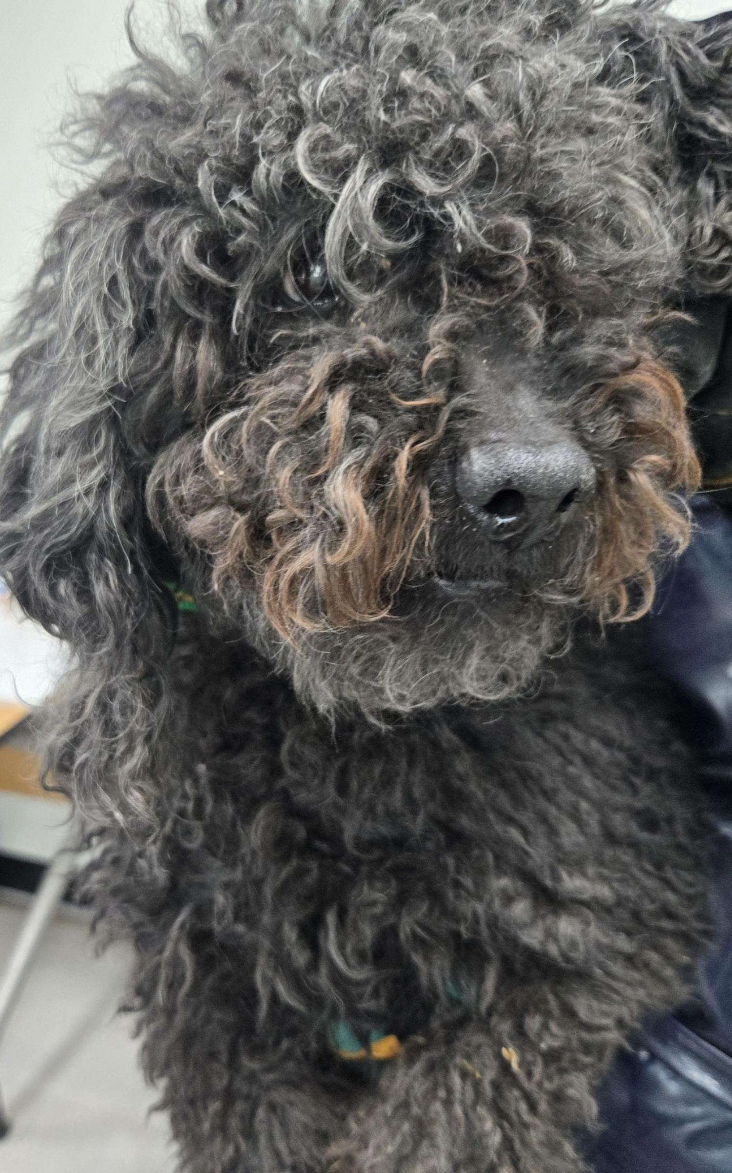 고양시동물보호센터_441394202500052