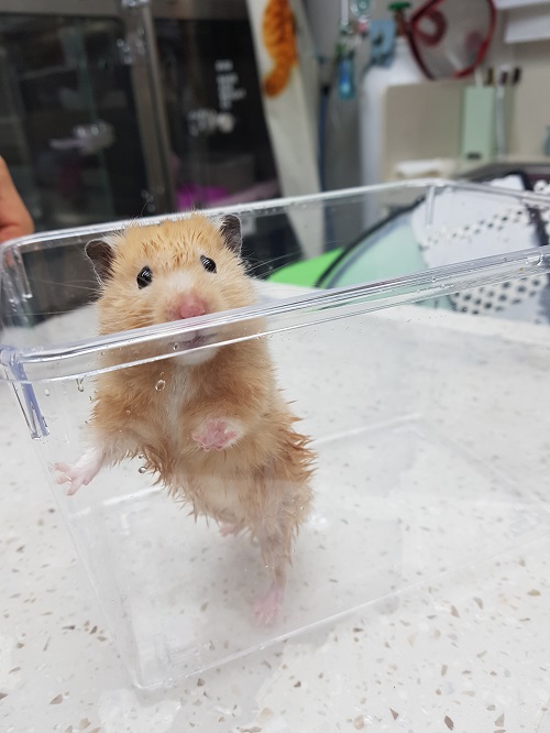 조재진동물병원_428354202500065