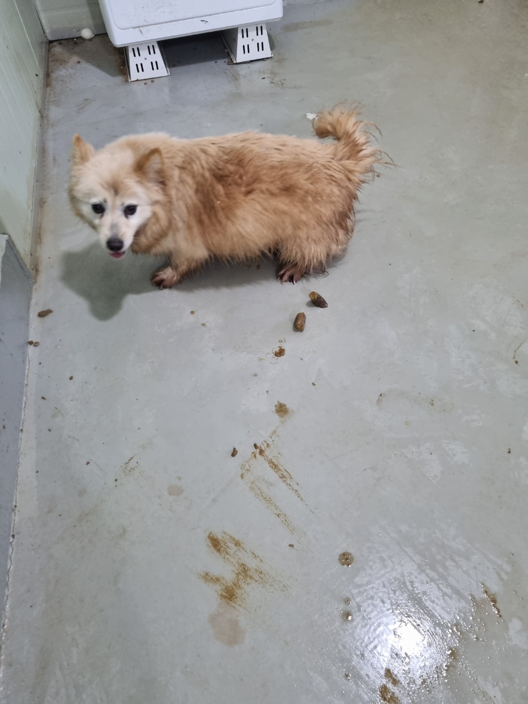 부안군 동물보호센터_445479202500068
