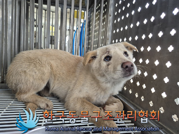 한국동물구조관리협회_441409202500096
