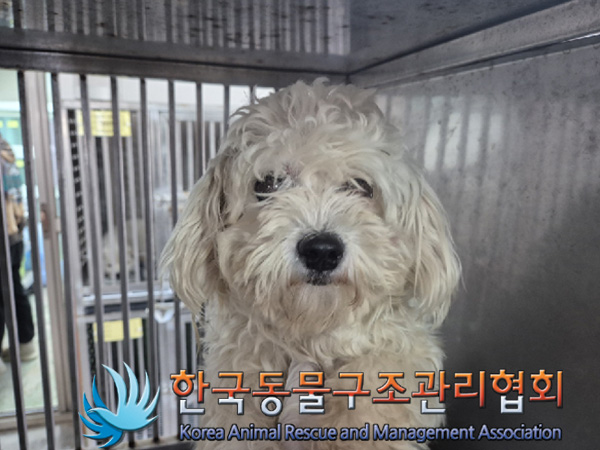 종료(입양) 비숑 …