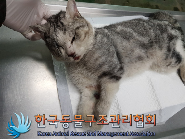종료(자연사) 아메…