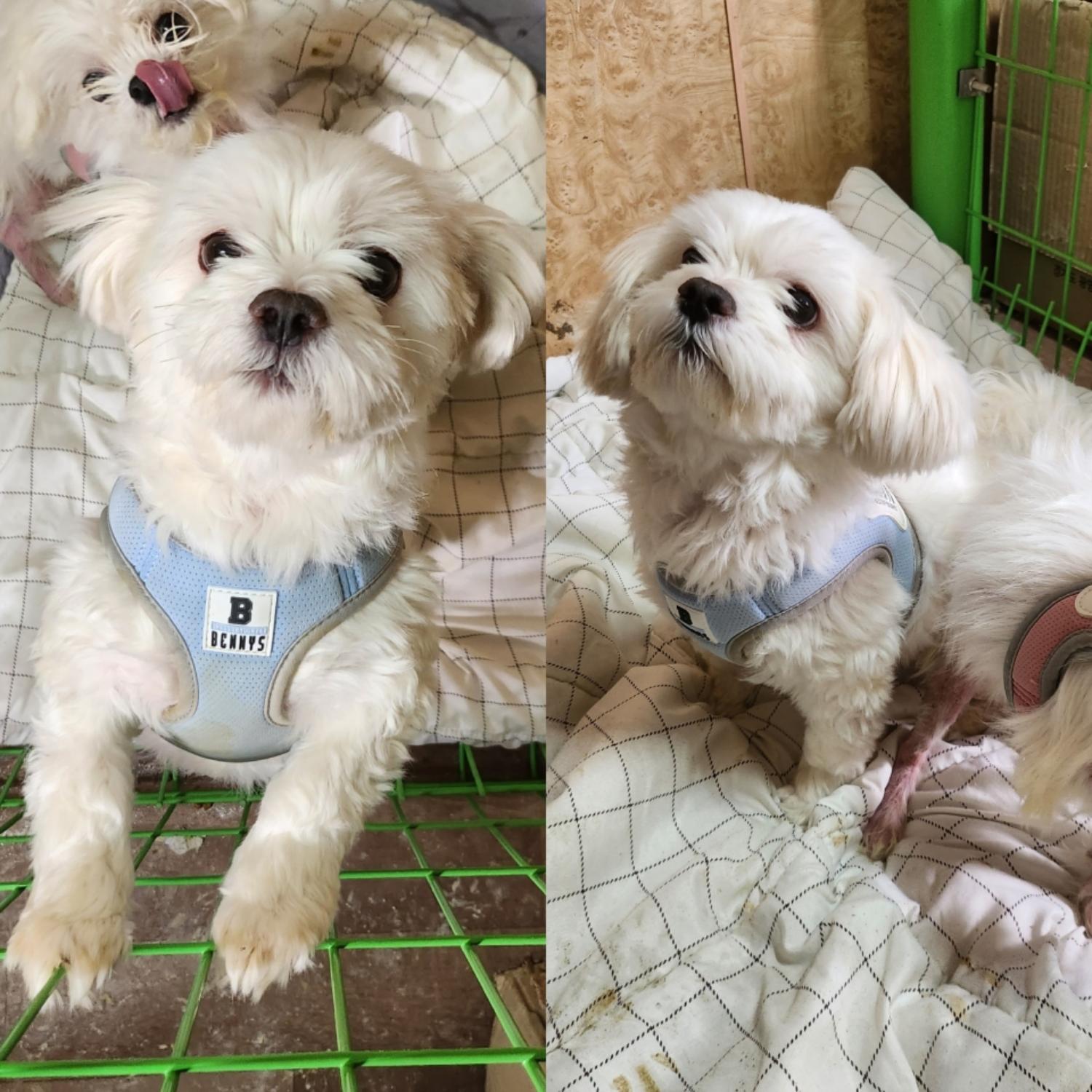 예산임시동물보호센터_444461202500013
