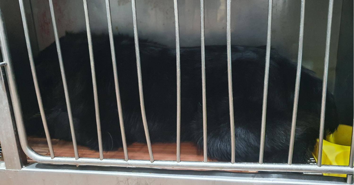 디아크 동물종합병원_411320202500025