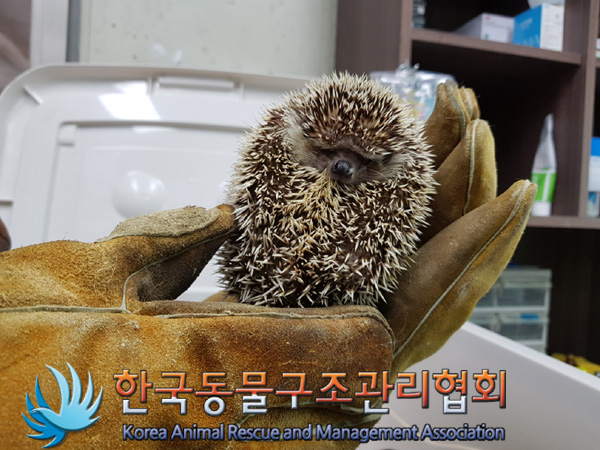 한국동물구조관리협회_411315202500011