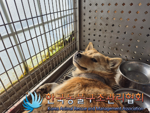 종료(자연사) 믹스…