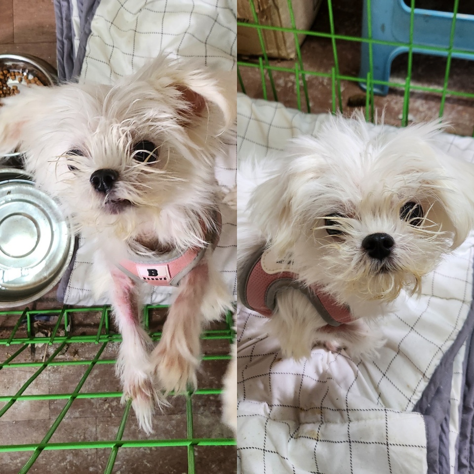예산임시동물보호센터_444461202500012