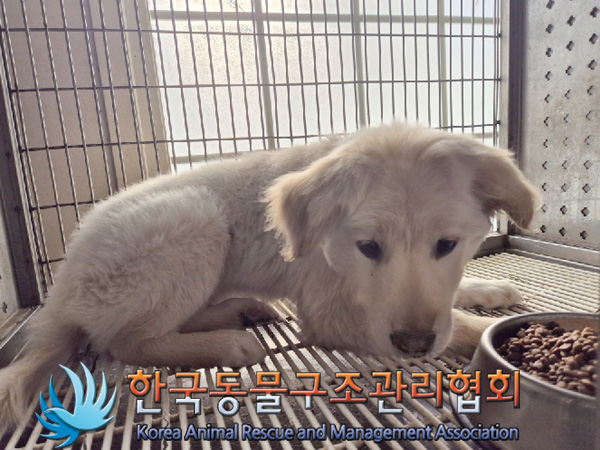 한국동물구조관리협회_441392202500019