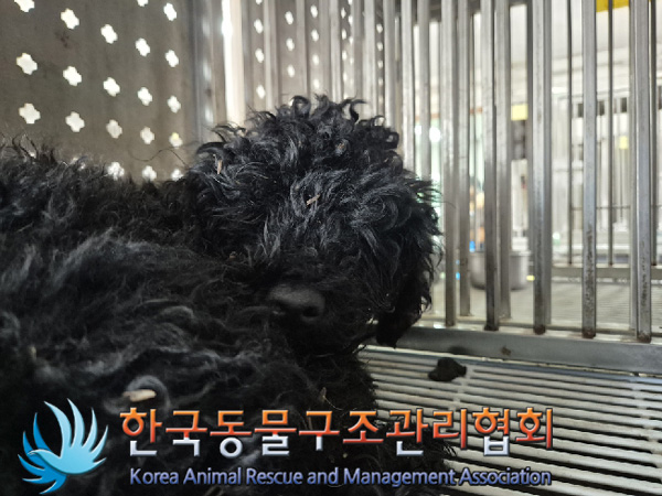 종료(반환) 푸들의…