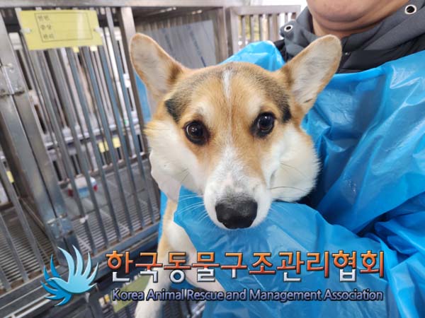 한국동물구조관리협회_411307202500011