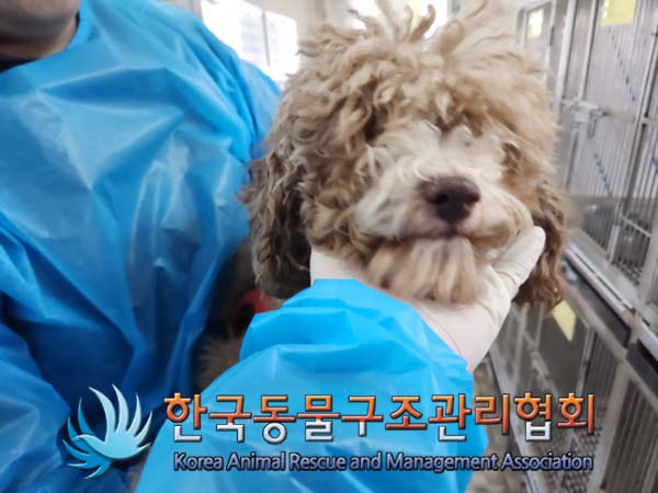 한국동물구조관리협회_441560202500127