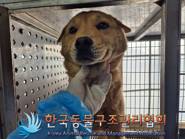 한국동물구조관리협회_441560202500128