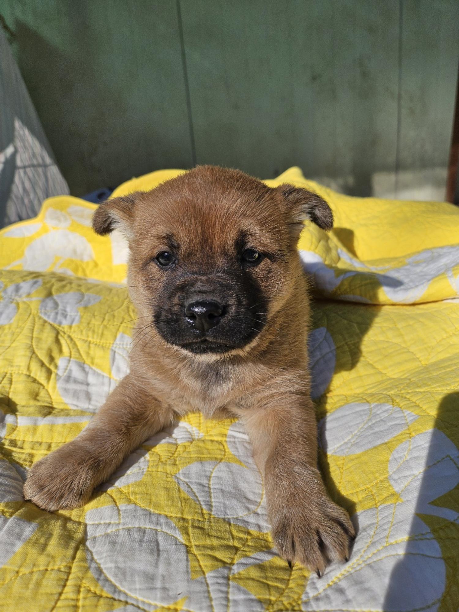 울산유기동물보호센터_431373202500092
