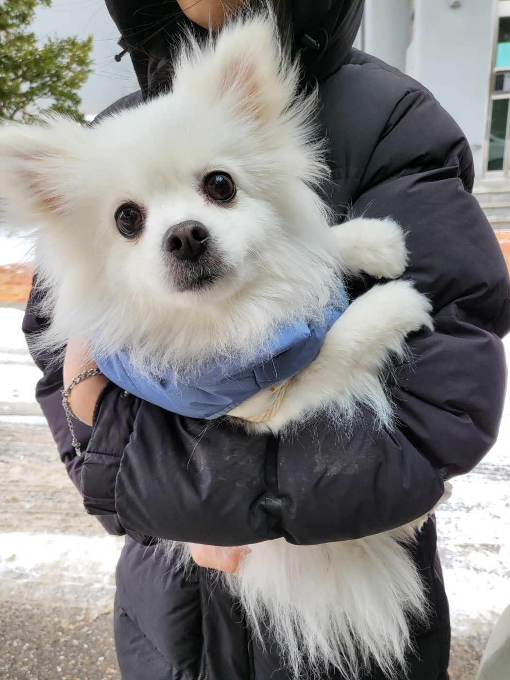 평택시유기동물보호소_441391202500201